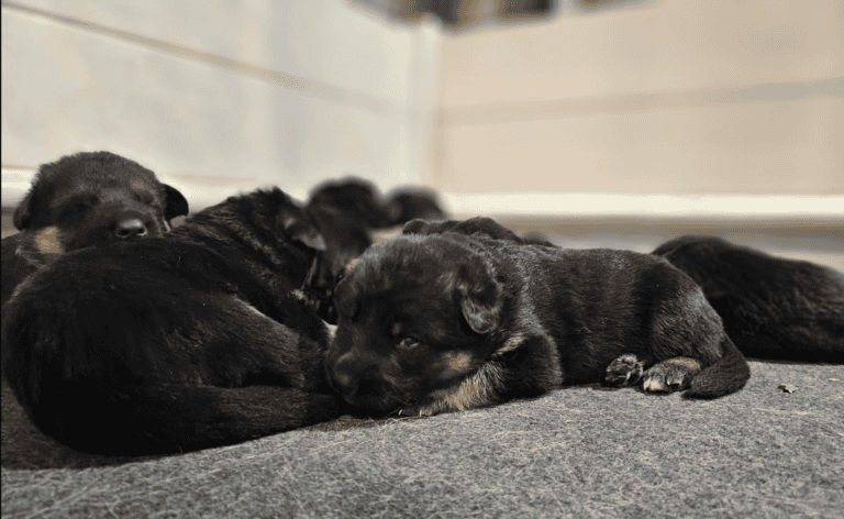 German Shepherd puppies